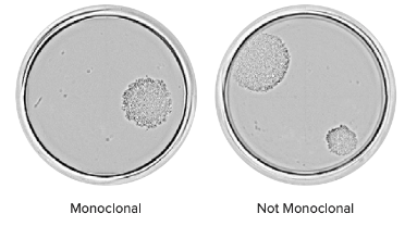 Monoclonality Report-View Entire Well at Final Point