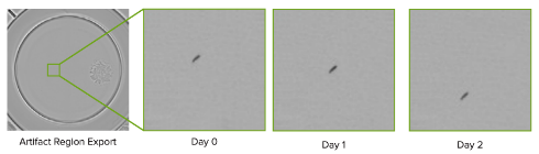 Highlight regions to review non-cell objects