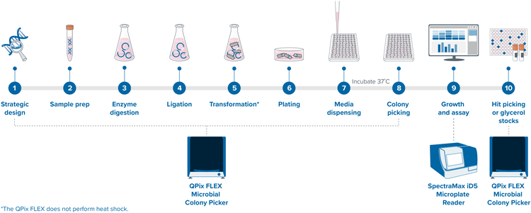 QPix FLEX Molecular Cloning Workflow