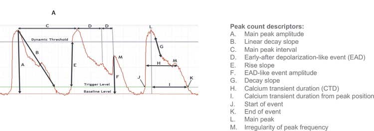 Calcium oscillation measurements available in Peak Pro 2 software module