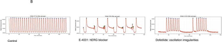Calcium oscillations: Control; E-4031: hERG blocker; Dofetilide: oscillation irregularities.