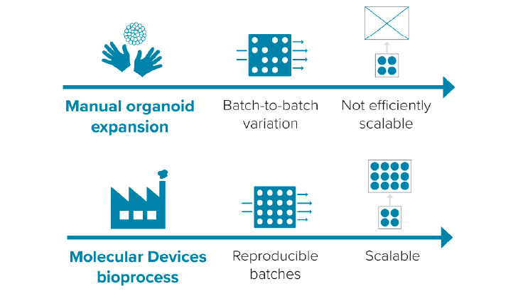 Manual Organoid Expansion