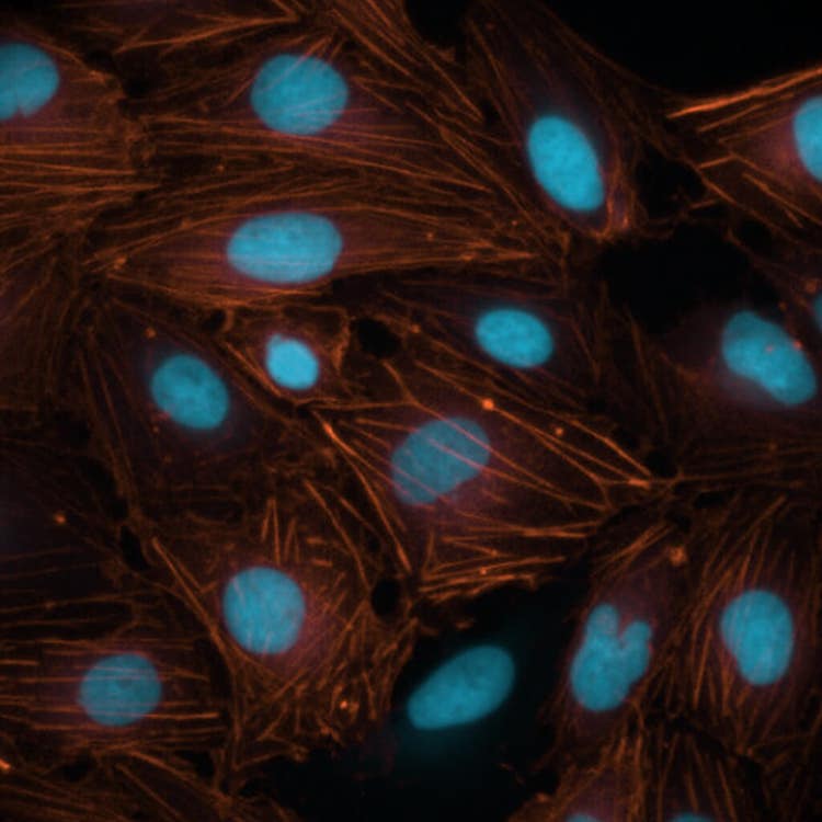 Nuclei using phalloidin stain at 60X using the ImageXpress Nano system