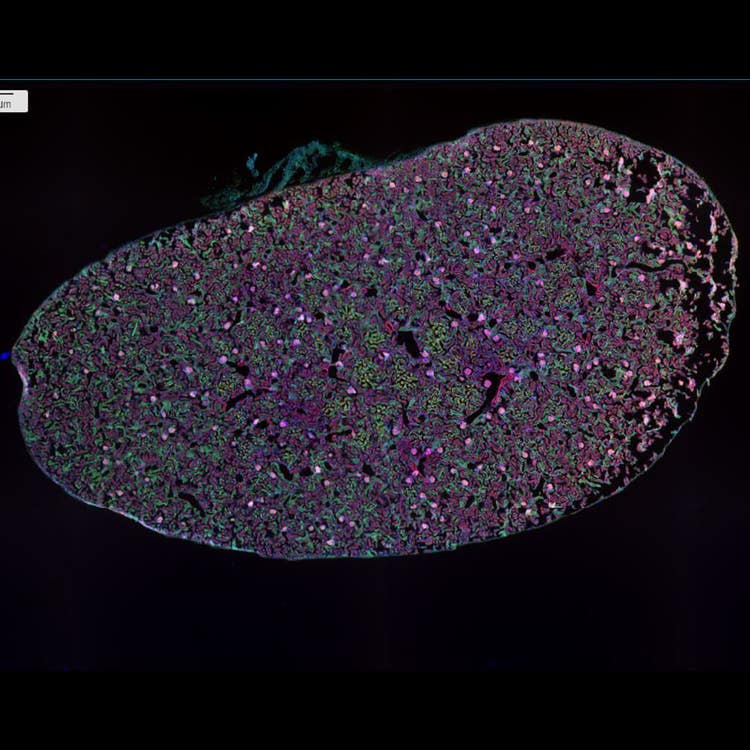 4X stitched Mouse Kidney DAPI AF488WGA AF568Phalloidin 12 sites