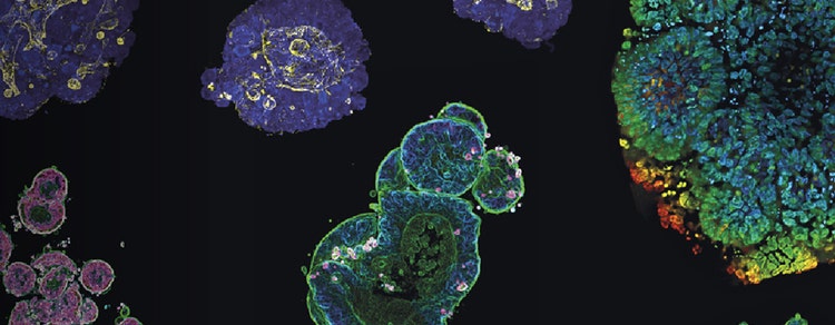 3D Biology