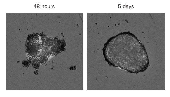 SpectraMax MiniMax Imaging Cytometer | Molecular Devices