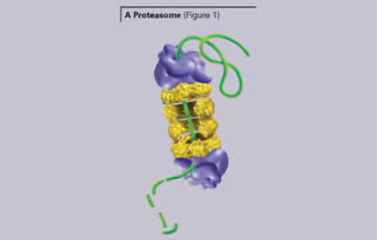 Measurement of proteosome inhibition in live cells