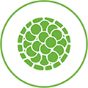 Cell Icon