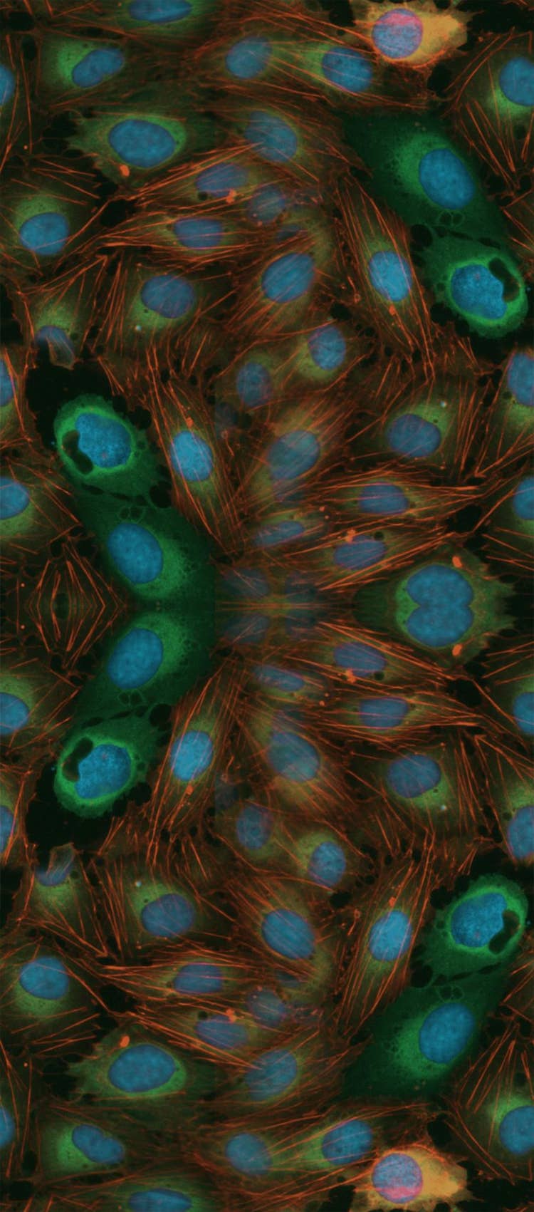 Cell Painting