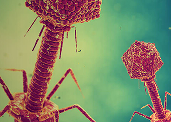 Antibody Discovery Using Phage Display