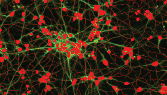 Quantitate Neuron Potential