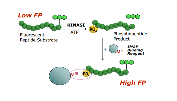 Multiplex Assays in IMAP using the Progressive Binding System