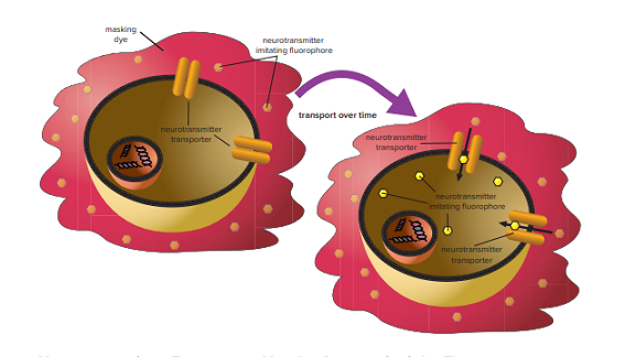 Optimized Assays for Breakthrough Research