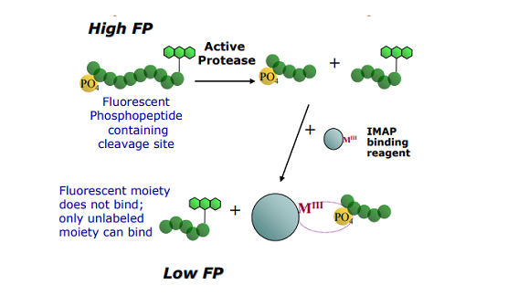 Fluorescence Polarization Assays of Proteases with the IMAP Platform