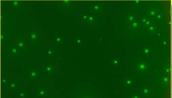 Optimizing animal-free CloneDetect assay to maximize the sensitivity of real-time local detection of human IgG antibody production using ClonePix system