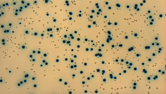 Monoclonal Antibodies (mAbs) Applications and Therapeutics