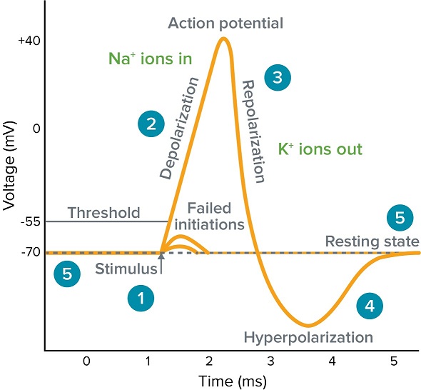 Afbeeldingsresultaat voor action potential neuron