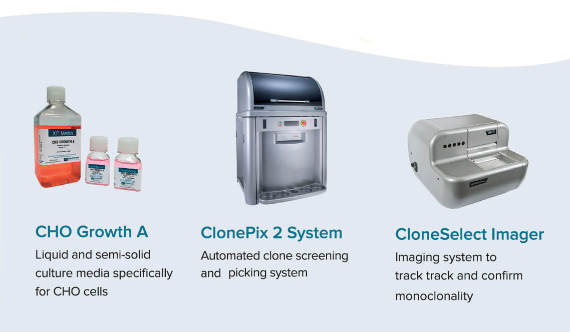 CHO cell line development workflow