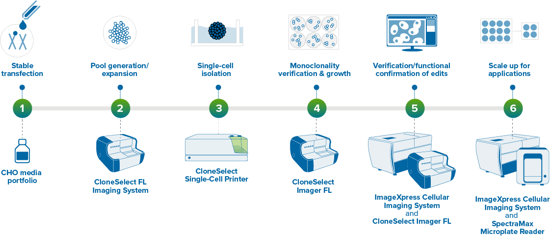 Gene editing workflow