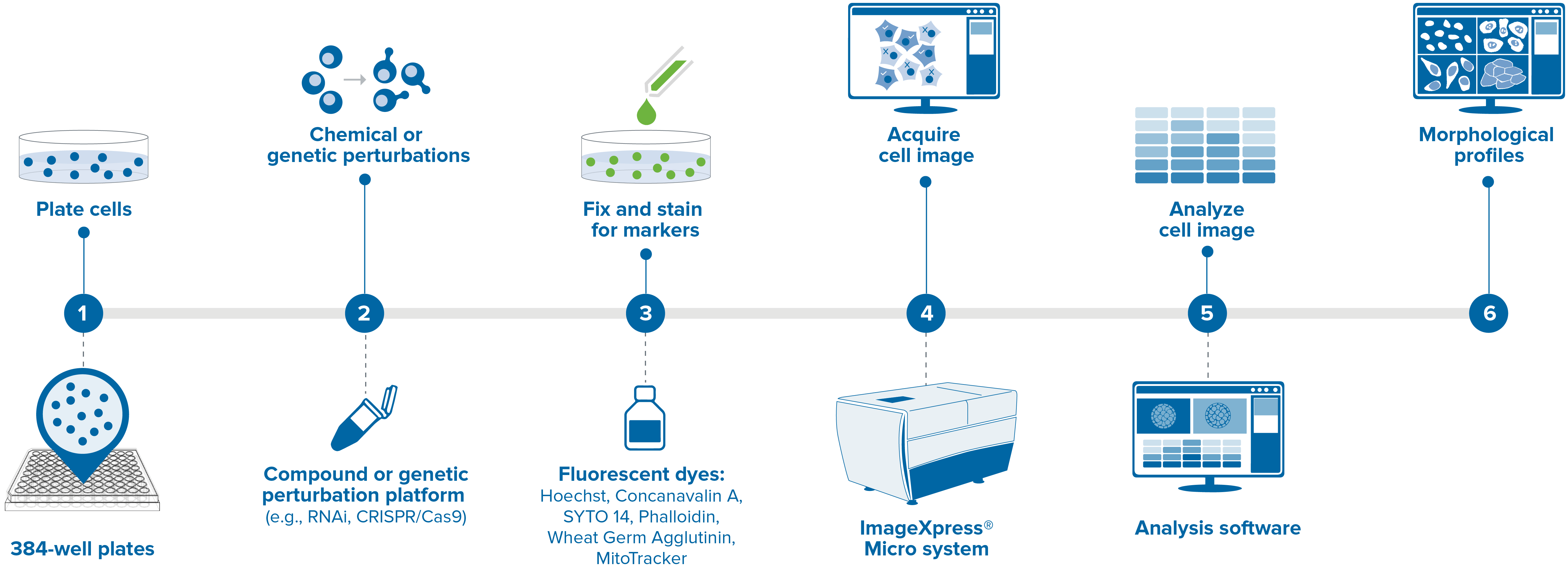 Imaging Workflow Graphic