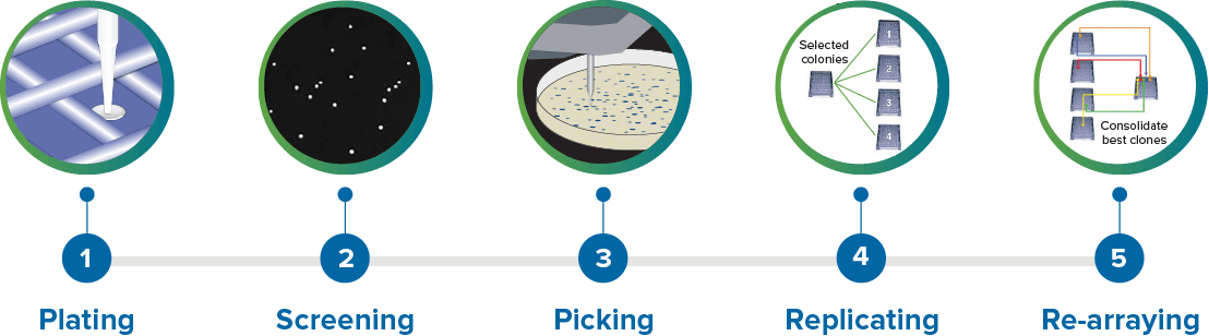 microbial-color-picker-workflow