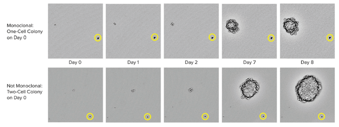 Monoclonal One-cell Colony
