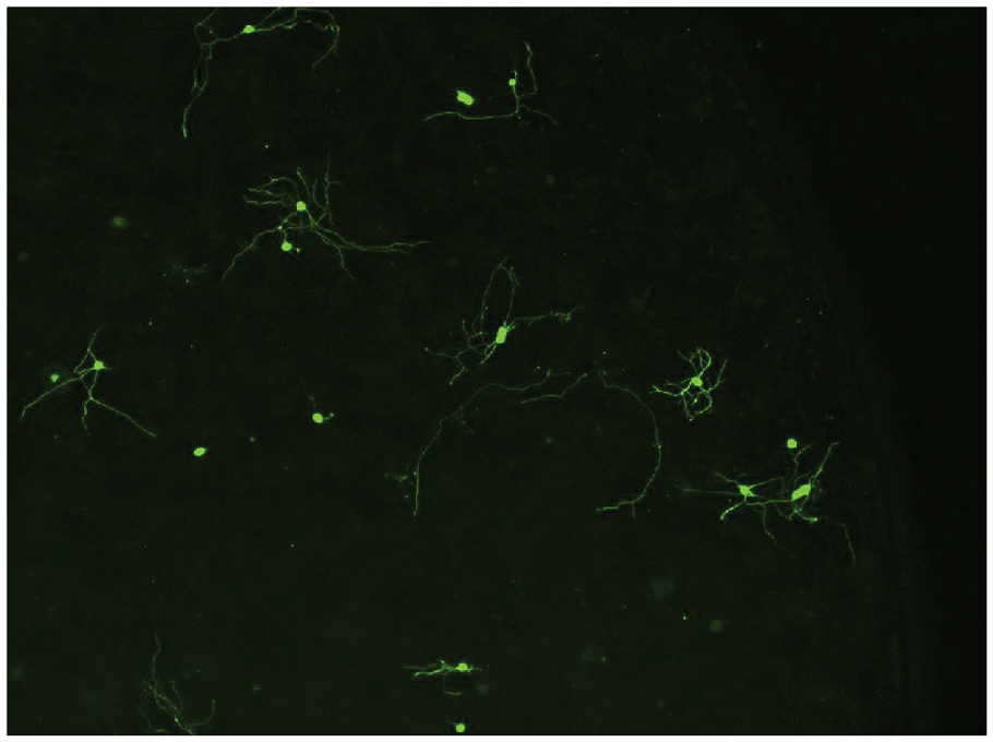Neuronal cell image
