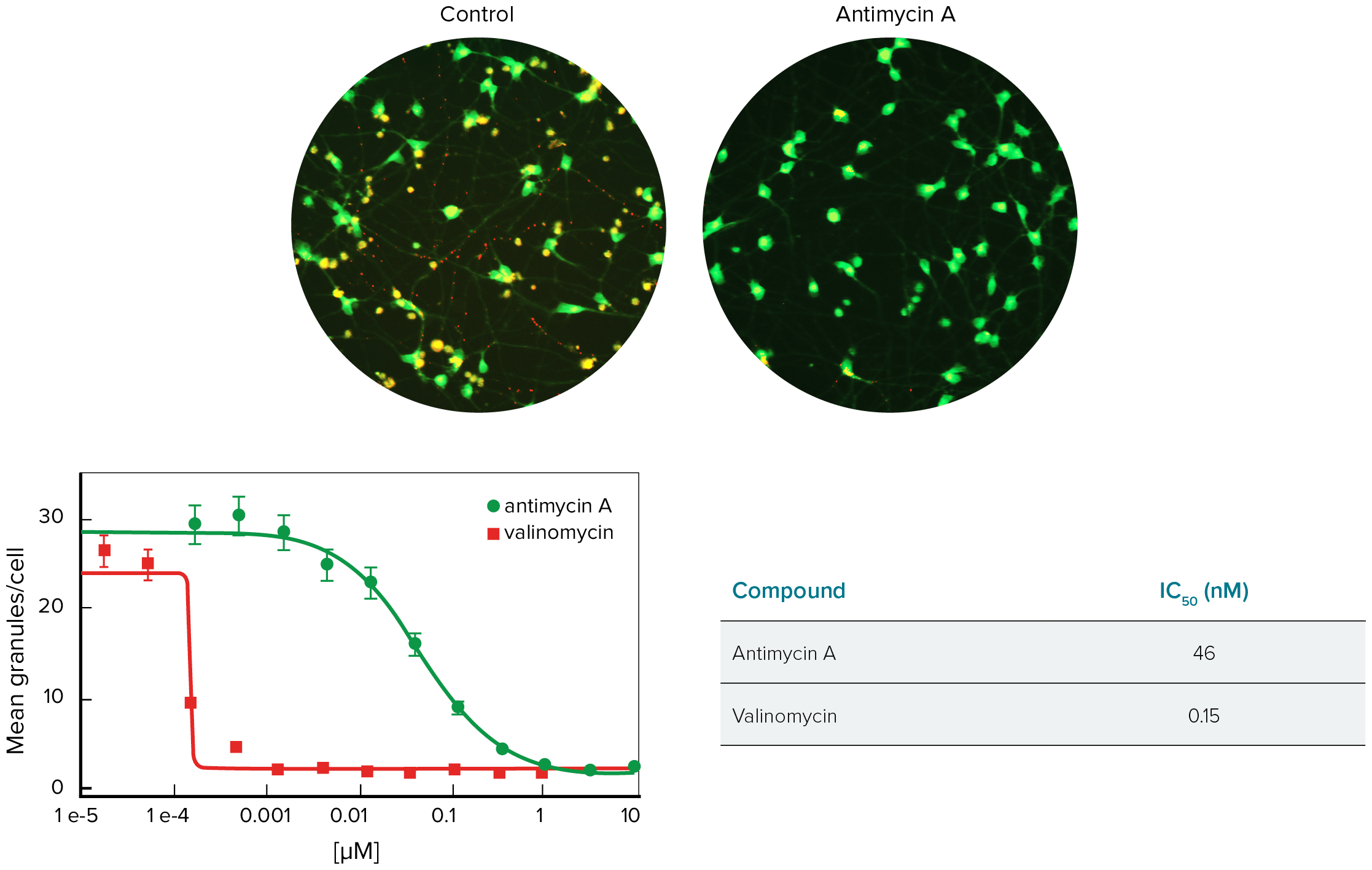 Neurons treated with Antimycin A