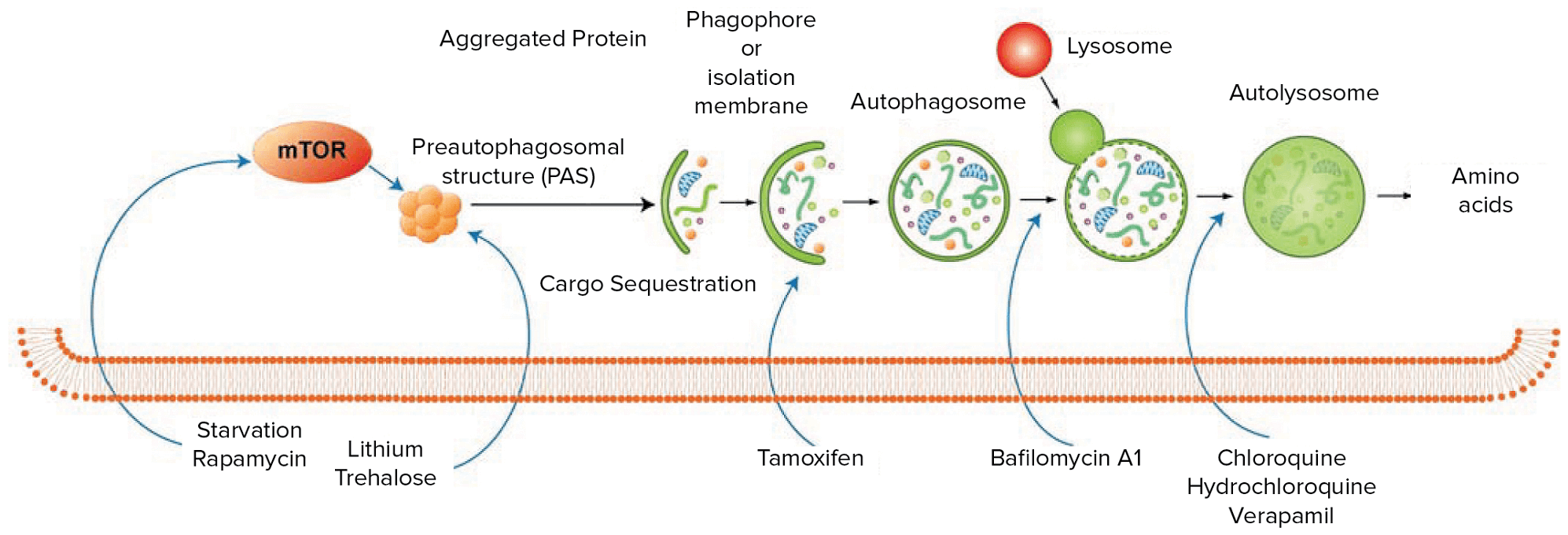 Visualize autophagy using fluorescence imaging