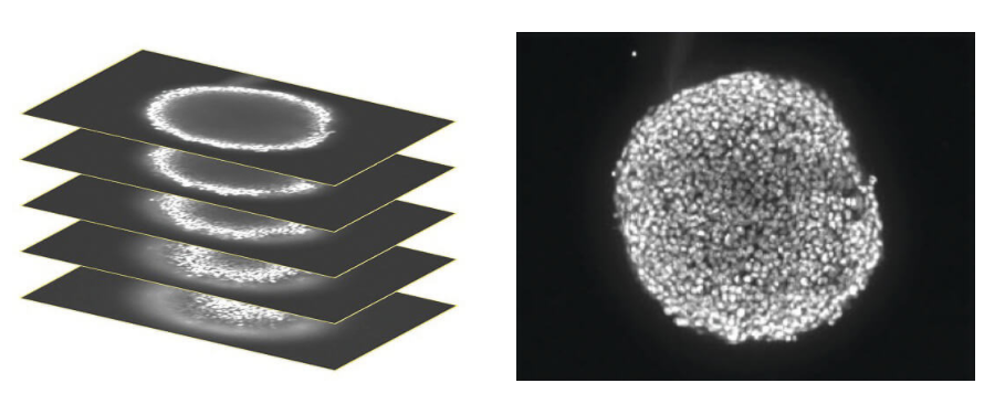 Imaging 3D cell cultures