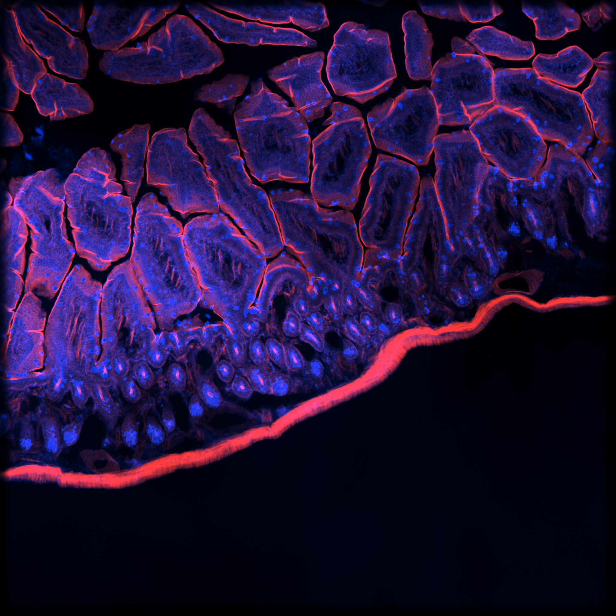 Micro Confocal Imaging System