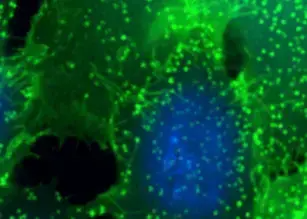 TRF, TR-FRET & HTRF