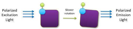 Tracer bound to a larger molecule