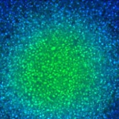 Deep tissue penetrating, confocal tissue module
