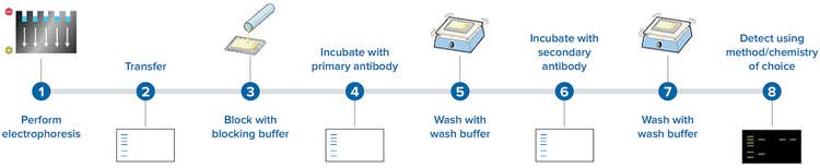 Western blotting assay workflow