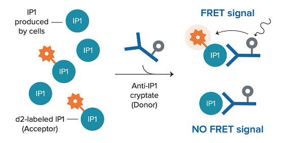 Time-Resolved Fluorescence TRF / TR-FRET (HTRF)