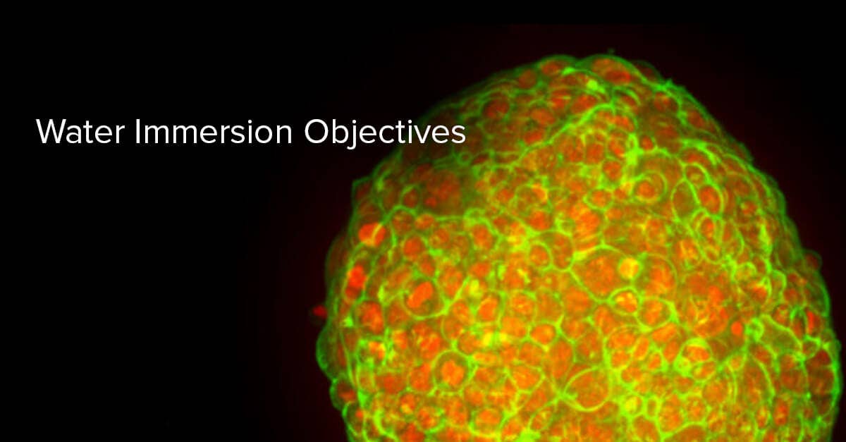 Water Immersion Objectives