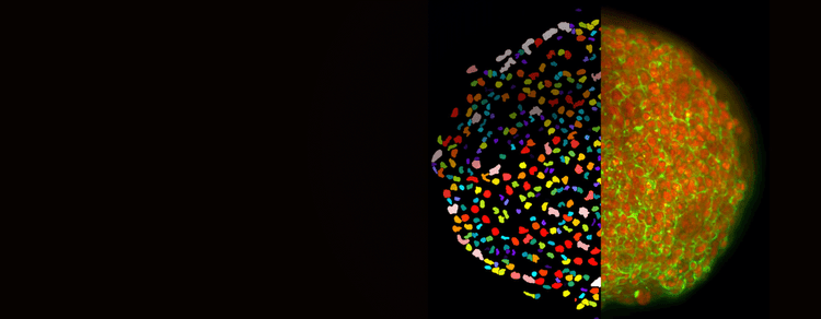 Confocal Microscopy Laser Illumination