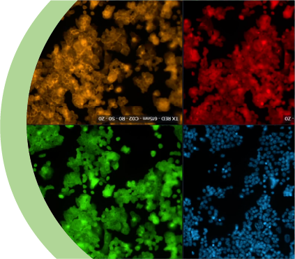 Time-Resolved Fluorescence TRF / TR-FRET (HTRF)