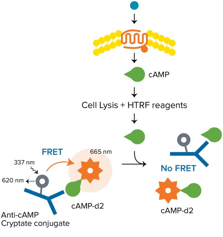 Homogeneous Time-Resolved Fluorescence (HTRF)