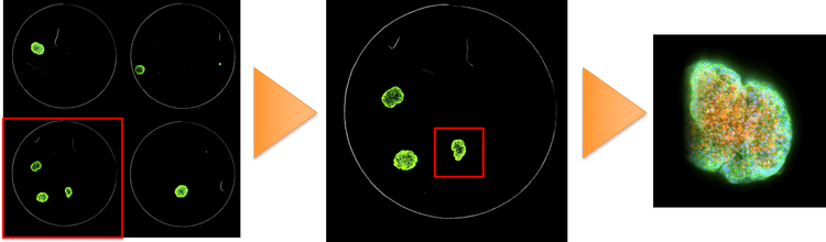 QuickID was used to streamline spheroid image acquisition