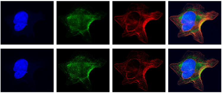 Digital Confocal Option enables robust image analysis