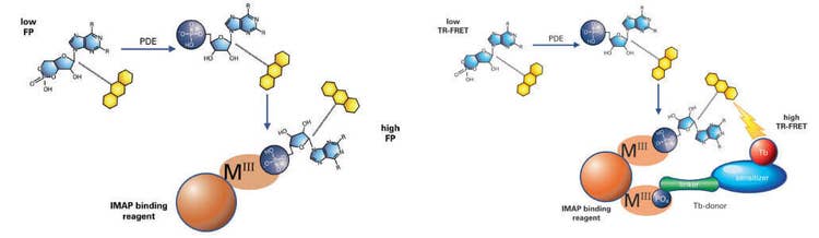 IMAP FP and TR-FRET phosphodiesterase assay principle