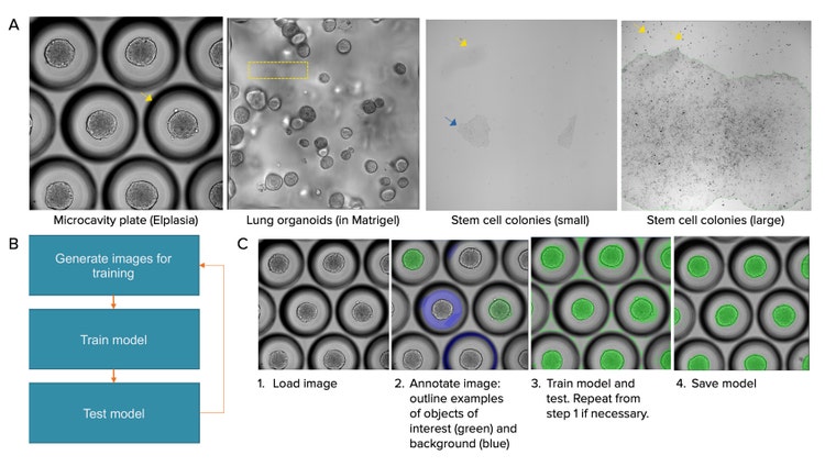 Examples of different biological models are presented that are challenging for quantitative analysis